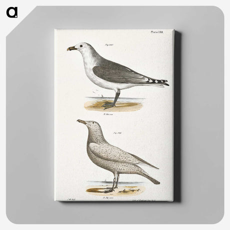 2-47_Zoology-of-New-York_canvas