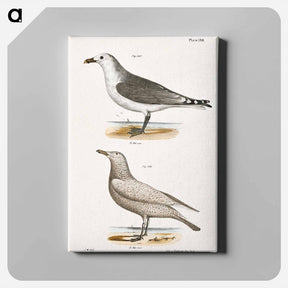 アートパネル-American Gull (Larus zonorhyncus) Winter Gull (Larus argentatus) illustration from Zoology of New York by - ニューヨークの動物学 Canvas.