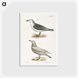 2-47_Zoology-of-New-York_hagaki
