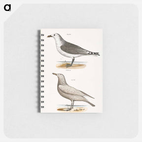 アートメモ帳-American Gull (Larus zonorhyncus) Winter Gull (Larus argentatus) illustration from Zoology of New York by - ニューヨークの動物学 Memo.