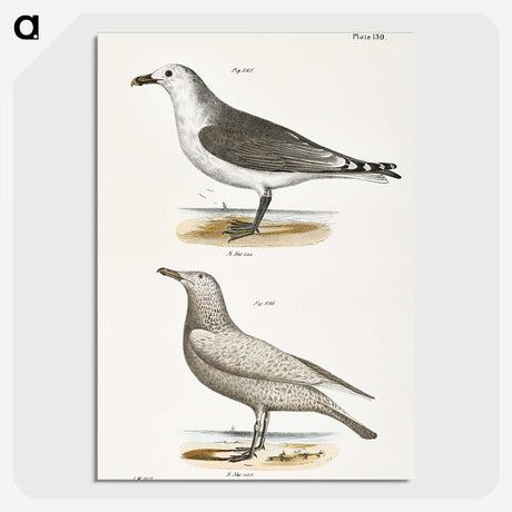 2-47_Zoology-of-New-York_picture-crop