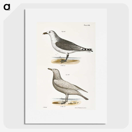 2-47_Zoology-of-New-York_picture