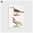 2-47_Zoology-of-New-York_postcard