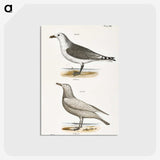 2-47_Zoology-of-New-York_postcard