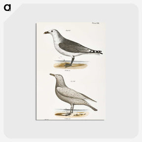2-47_Zoology-of-New-York_postcard