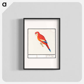アートポスター-Red parrot - アンセルムス ボエティウス デ ブート Poster.