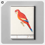 Red parrot - アンセルムス ボエティウス デ ブート Canvas.
