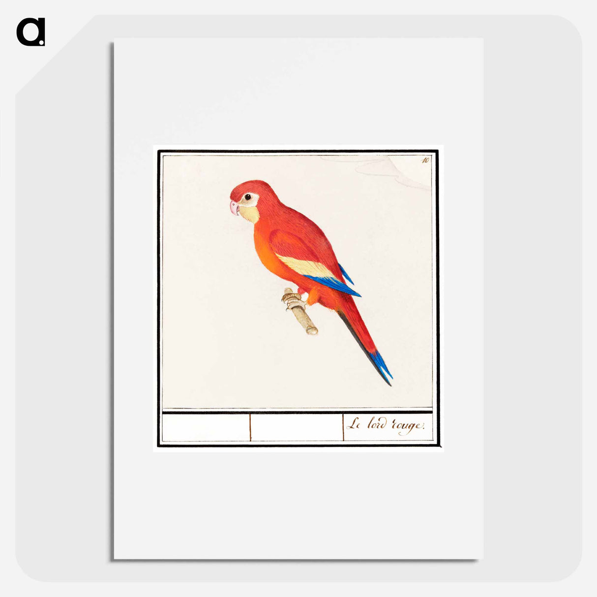 Red parrot - アンセルムス ボエティウス デ ブート Poster.
