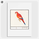Red parrot - アンセルムス ボエティウス デ ブート Poster.
