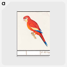 アートポストカード-Red parrot - アンセルムス ボエティウス デ ブート Postcard.