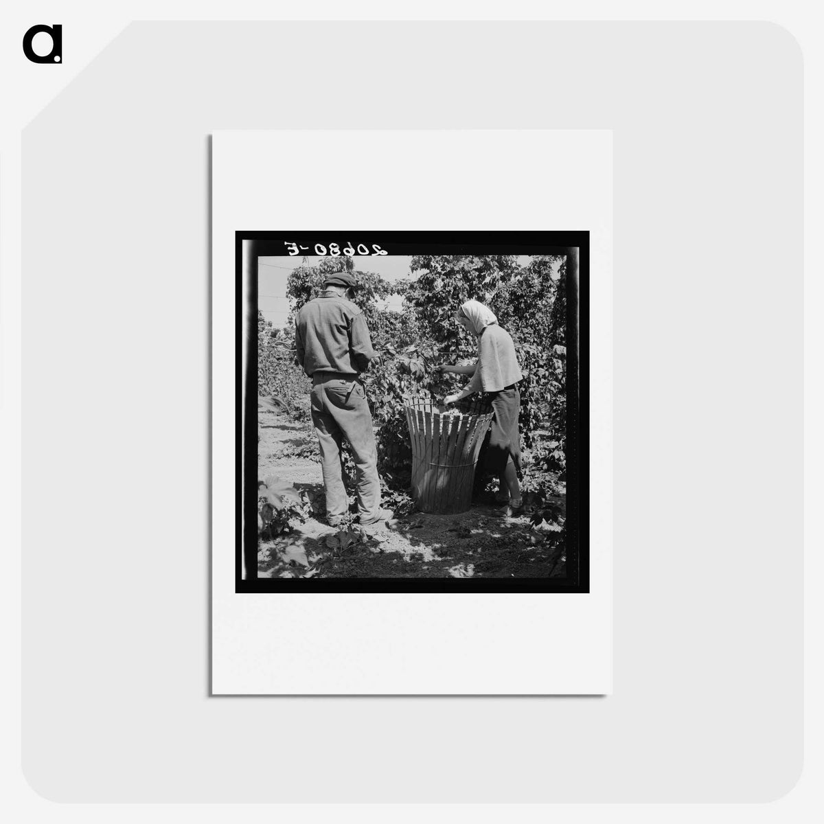2-48_Dorothea-Lange_hagaki