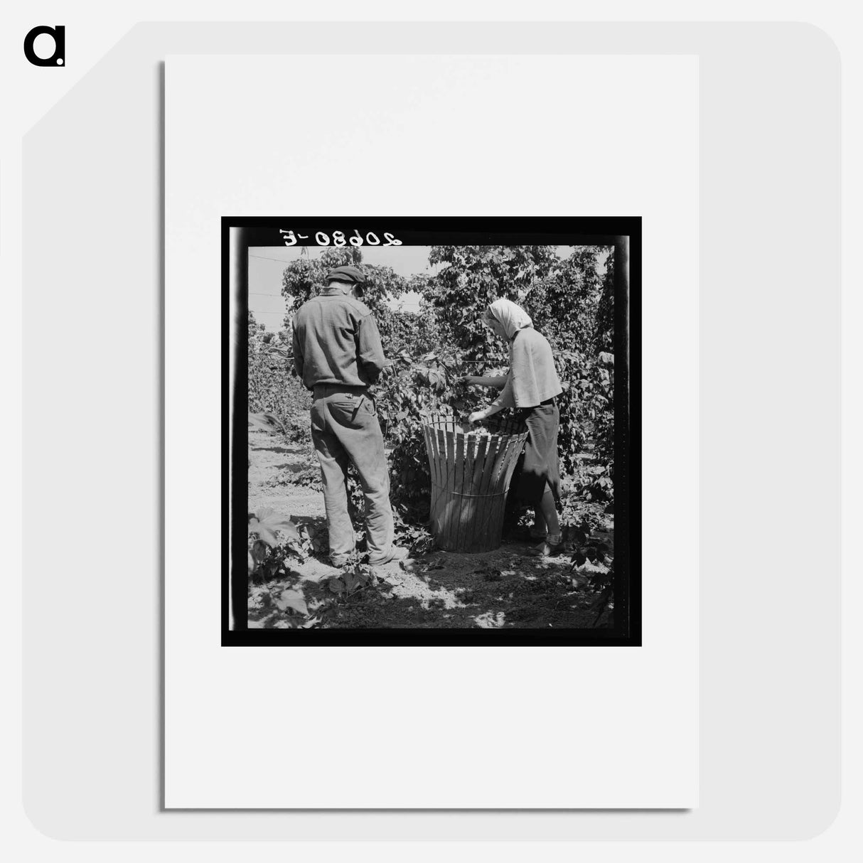 Untitled photo - Dorothea Lange Poster.