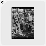 2-48_Dorothea-Lange_postcard