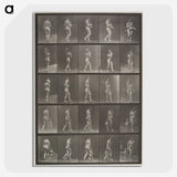 2-48_Eadweard-Muybridge_picture-crop