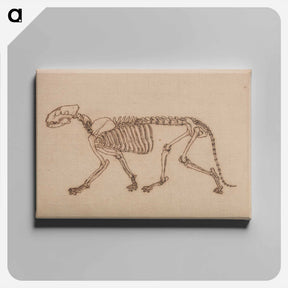 アートパネル-Tiger Skeleton, Lateral View
 - ジョージ スタッブス Canvas.