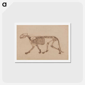 アートポストカード-Tiger Skeleton, Lateral View
 - ジョージ スタッブス Postcard.