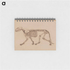 アートメモ帳-Tiger Skeleton, Lateral View
 - ジョージ スタッブス Memo.
