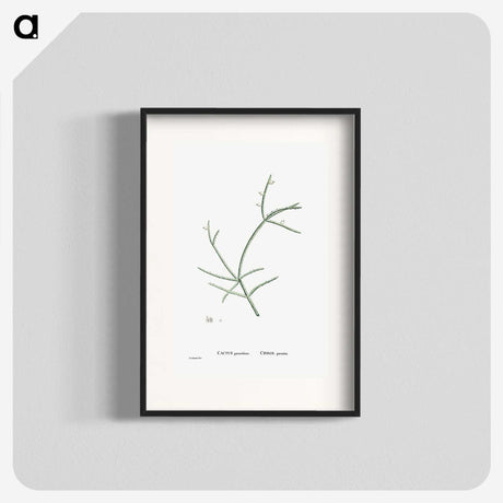 2-48_Histoire-des-Plantes-Grasses_blk
