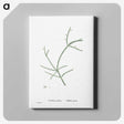 2-48_Histoire-des-Plantes-Grasses_canvas