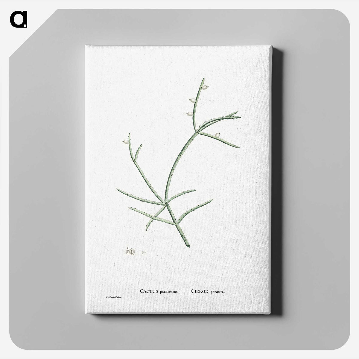 2-48_Histoire-des-Plantes-Grasses_canvas