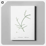 2-48_Histoire-des-Plantes-Grasses_canvas