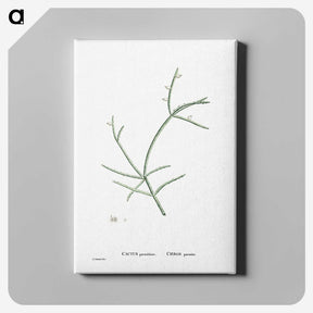 2-48_Histoire-des-Plantes-Grasses_canvas
