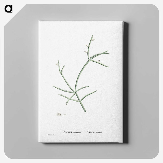 2-48_Histoire-des-Plantes-Grasses_canvas