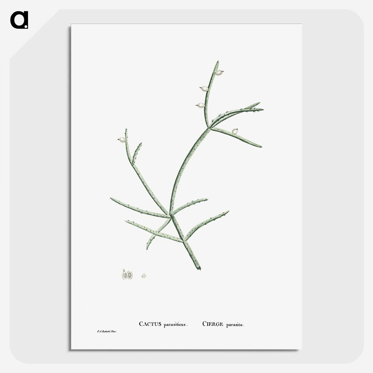 2-48_Histoire-des-Plantes-Grasses_picture-crop