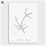 2-48_Histoire-des-Plantes-Grasses_picture-crop