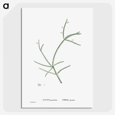2-48_Histoire-des-Plantes-Grasses_picture-crop