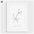 2-48_Histoire-des-Plantes-Grasses_picture