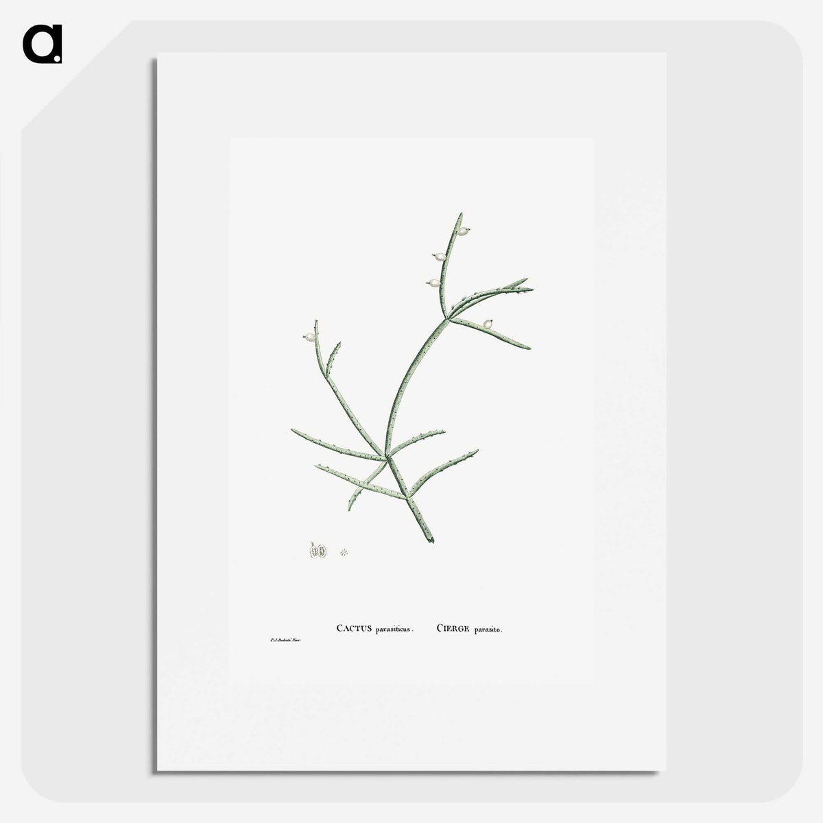 2-48_Histoire-des-Plantes-Grasses_picture