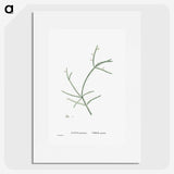 2-48_Histoire-des-Plantes-Grasses_picture