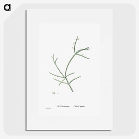 2-48_Histoire-des-Plantes-Grasses_picture