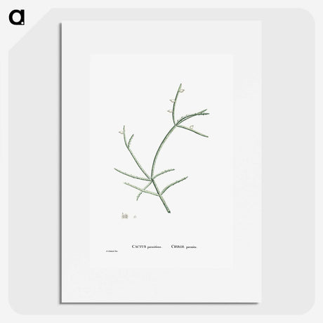2-48_Histoire-des-Plantes-Grasses_picture