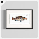 2-48_Ichtyologie-ou-Histoire-naturelle_blk