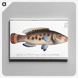 2-48_Ichtyologie-ou-Histoire-naturelle_canvas