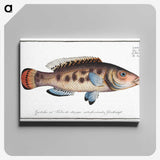 2-48_Ichtyologie-ou-Histoire-naturelle_canvas
