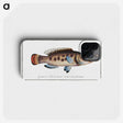 2-48_Ichtyologie-ou-Histoire-naturelle_phone