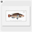 2-48_Ichtyologie-ou-Histoire-naturelle_picture