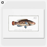 2-48_Ichtyologie-ou-Histoire-naturelle_picture