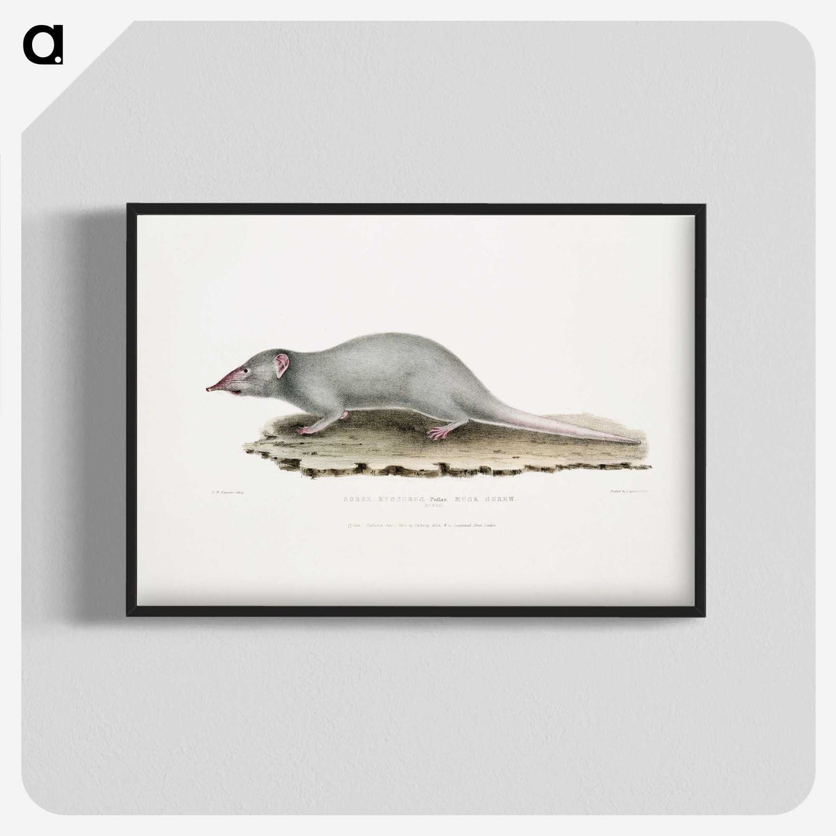 2-48_Indian-Zoology_blk-crop