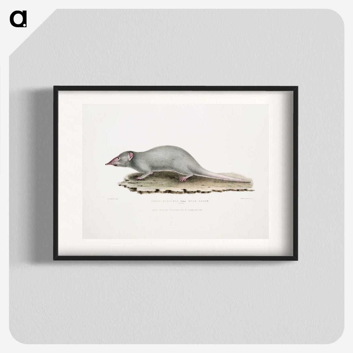 2-48_Indian-Zoology_blk