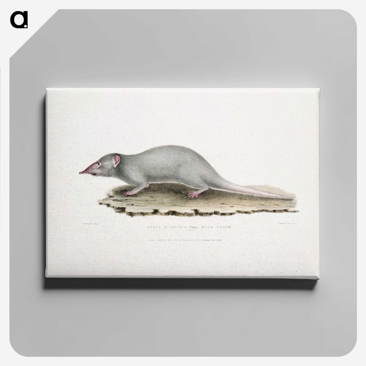 2-48_Indian-Zoology_canvas