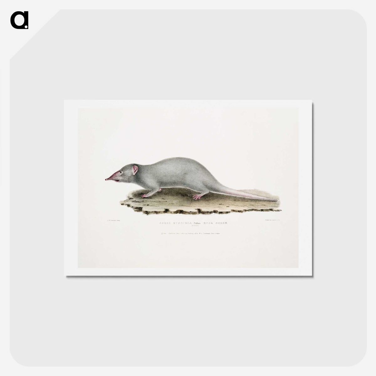 2-48_Indian-Zoology_hagaki