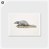 2-48_Indian-Zoology_hagaki