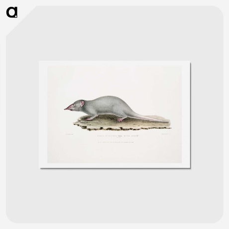 2-48_Indian-Zoology_hagaki