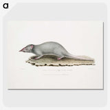 2-48_Indian-Zoology_picture-crop