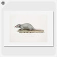 2-48_Indian-Zoology_picture