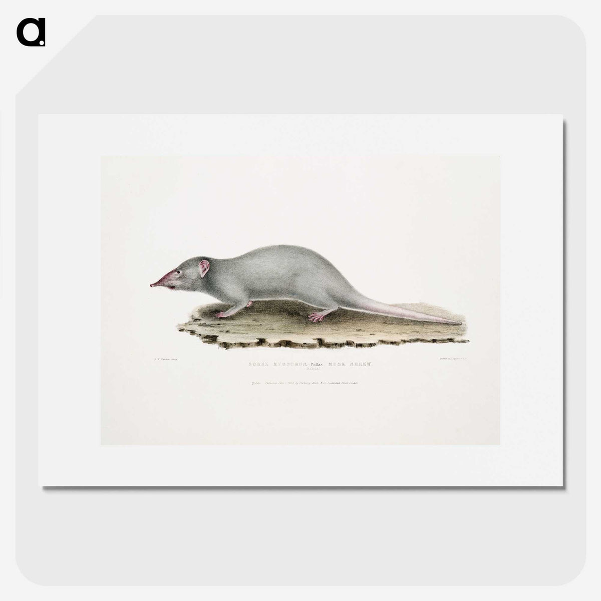 2-48_Indian-Zoology_picture